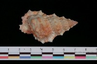 藏品(果粒蛙螺)的圖片